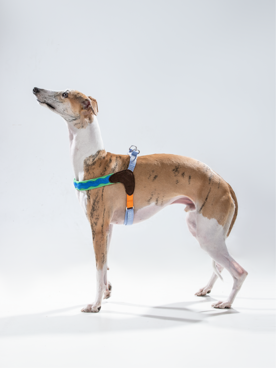 Maogoublue Island Dog Harness